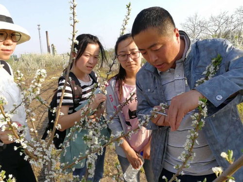 教师指导学生修剪果树