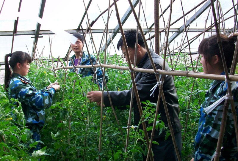 教师指导学生调整番茄植株